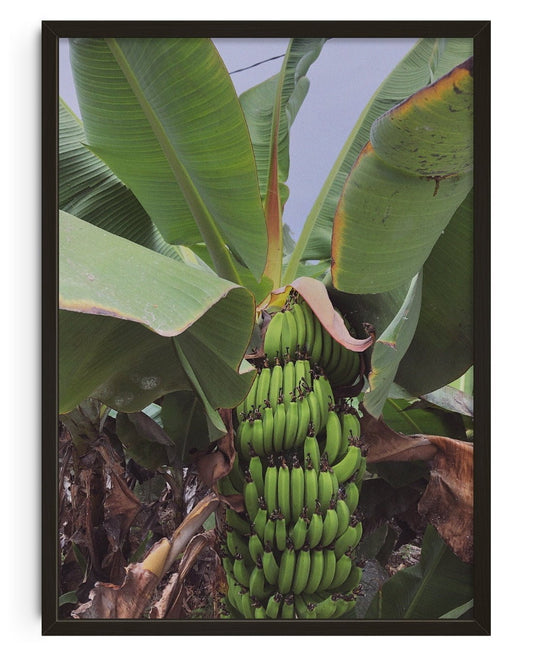 Banana Palm - UNFRAMED