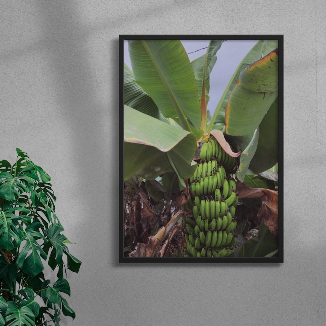 Banana Palm