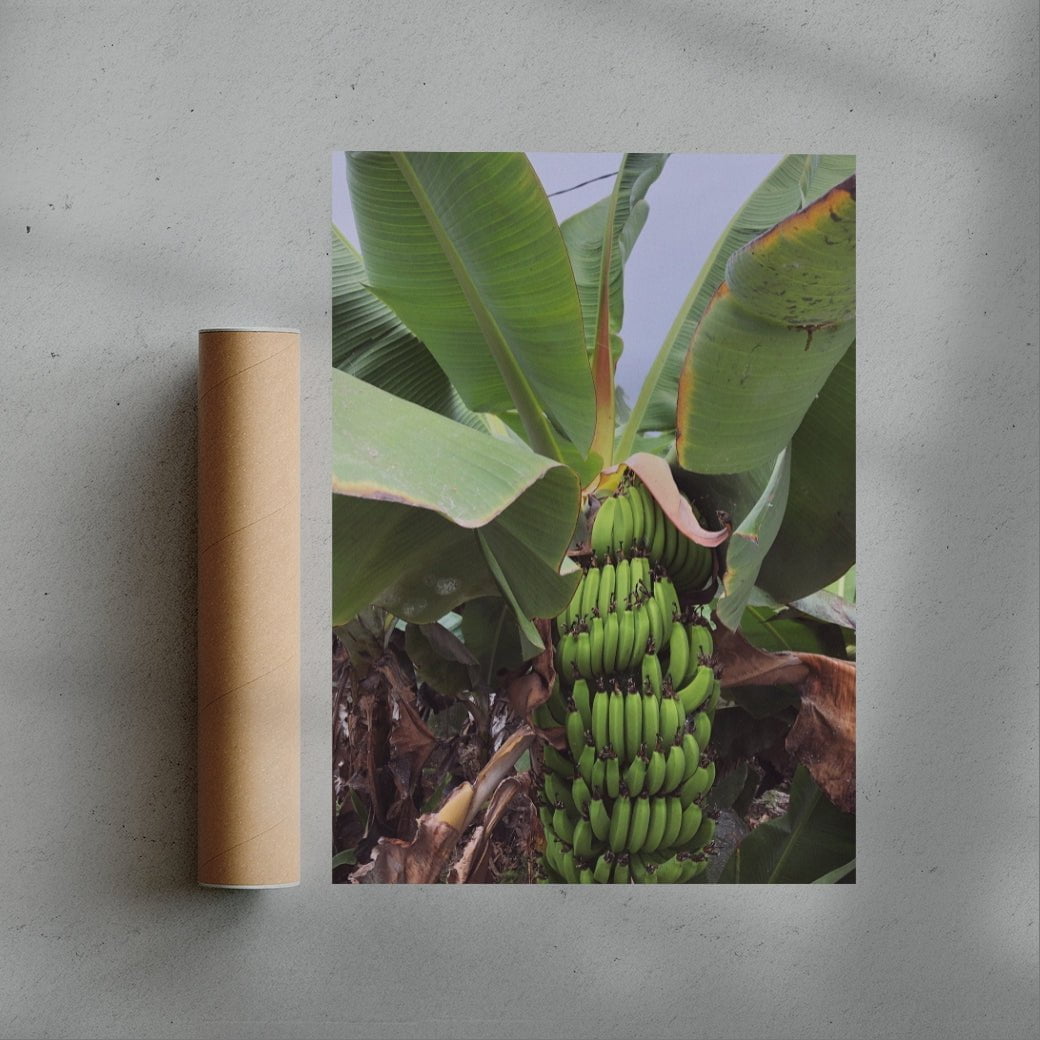 Banana Palm - UNFRAMED