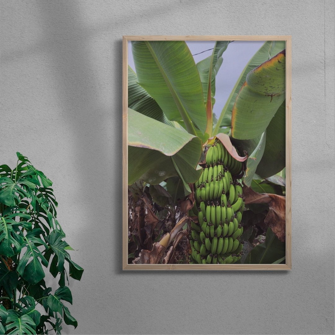 Banana Palm - UNFRAMED